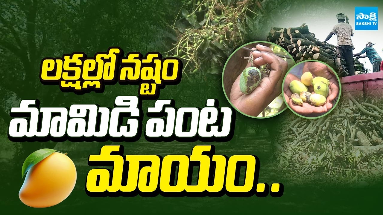 Massive Loss In Mango Crop | Farmers Seeking Support From Government | Ground Report | @SakshiTV
