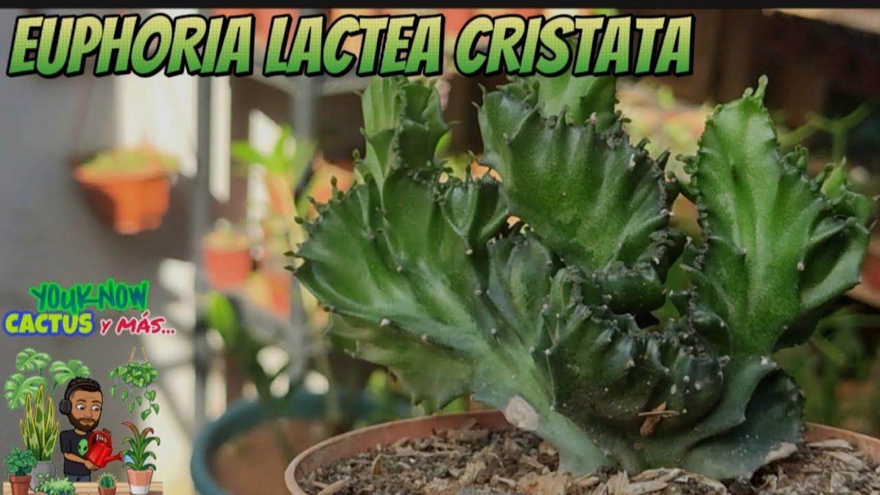 EUPHORIA LACTEA CRISTATA | Características, Cuidados y Mucho Más 🌵❤️🐐