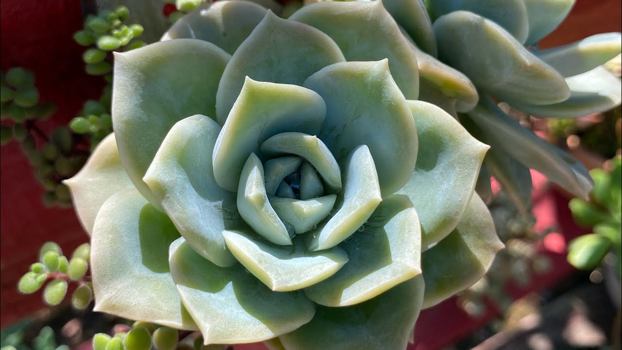 SUCULENTAS NO VERÃO/ DESAFIOS DO VERÃO EM CULTIVAR SUCULENTAS A SOL PLENO E NO TEMPO 