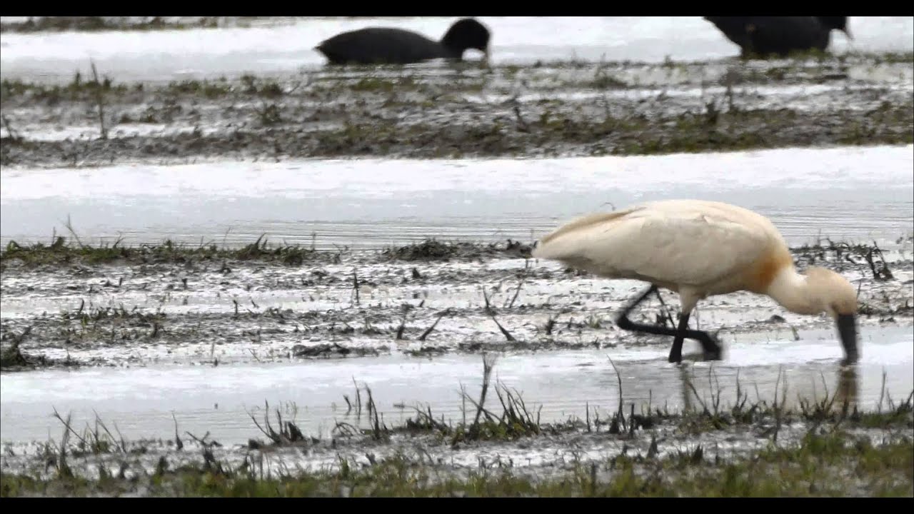 Eurasian Spoonbill - Platalea leucorodia - Lepelaar