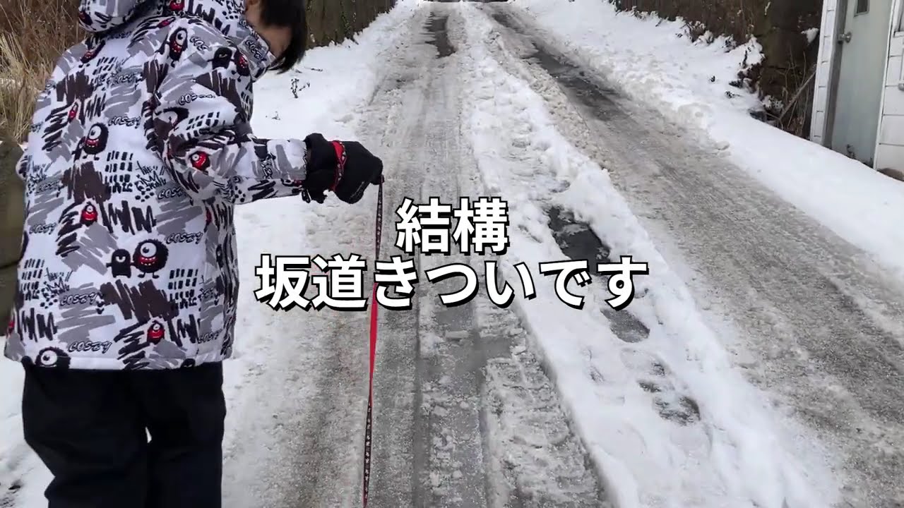 [運動不足解消!]みるく&ちょこ💖雪道の散歩