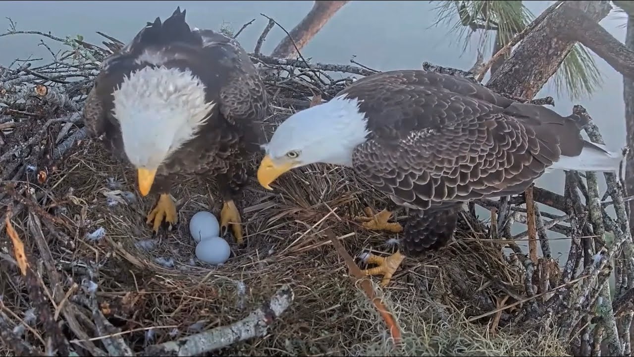 SWFL Eagles 11-28-24.  Foggy Thanksgiving Morning; Spectacular Close-ups of F23; Bonding!