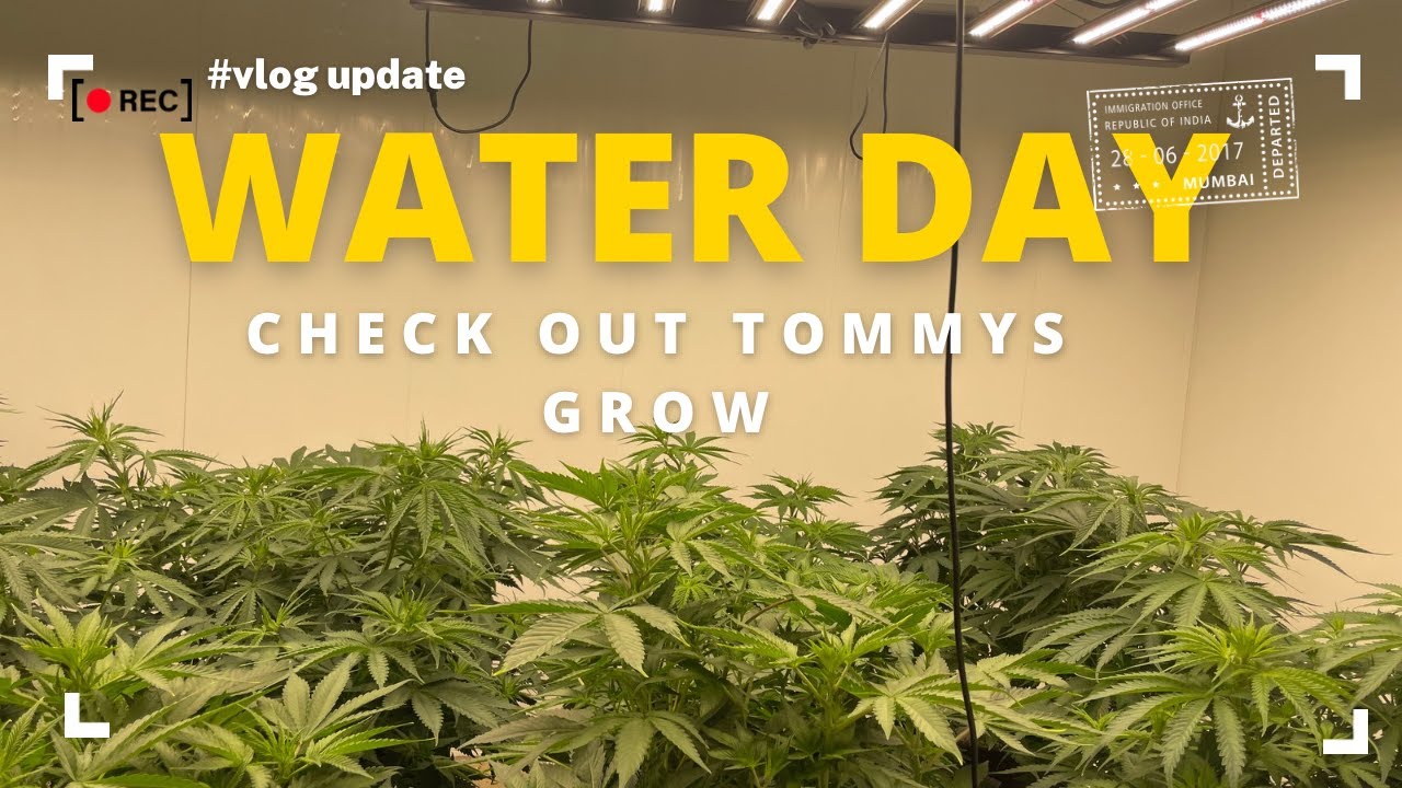Grow Vlog: всё просто: полив и подкормка + посещение Tommy&rsquo;s Grow | The Basement Show