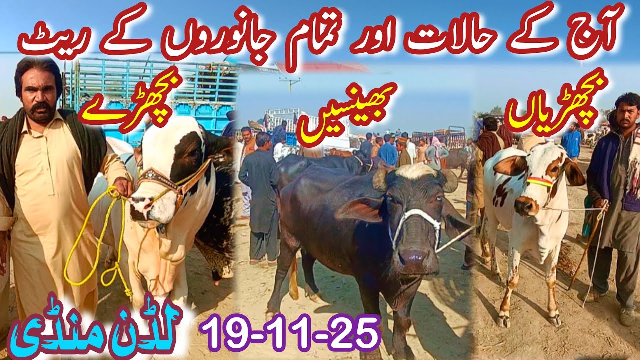 TODAY LUDDAN CATTLE MARKET LATEST PRICE UPDATE | Sahiwal Cholistani Bachray Buffalos Heifers Farming