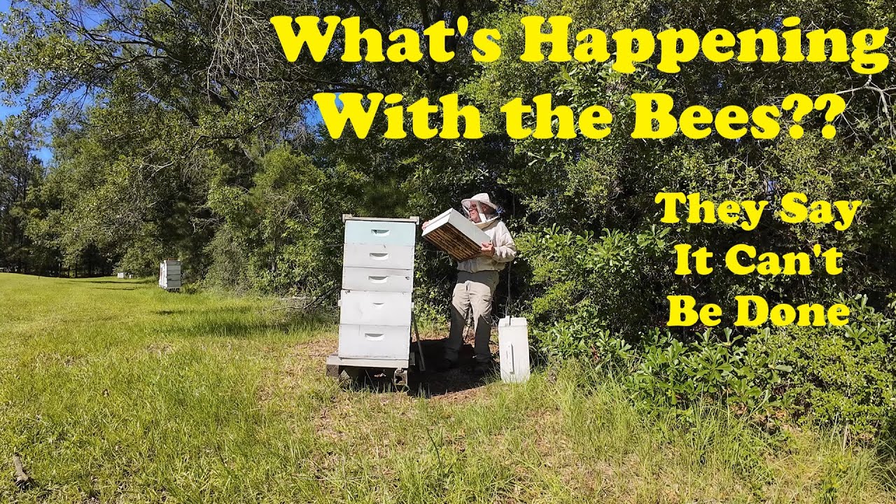 Bees and Honey and Swarming | Bees on the Home Stretch