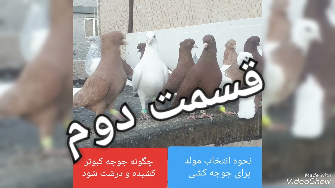 نحوه جوجه کشی صحیح کبوتر