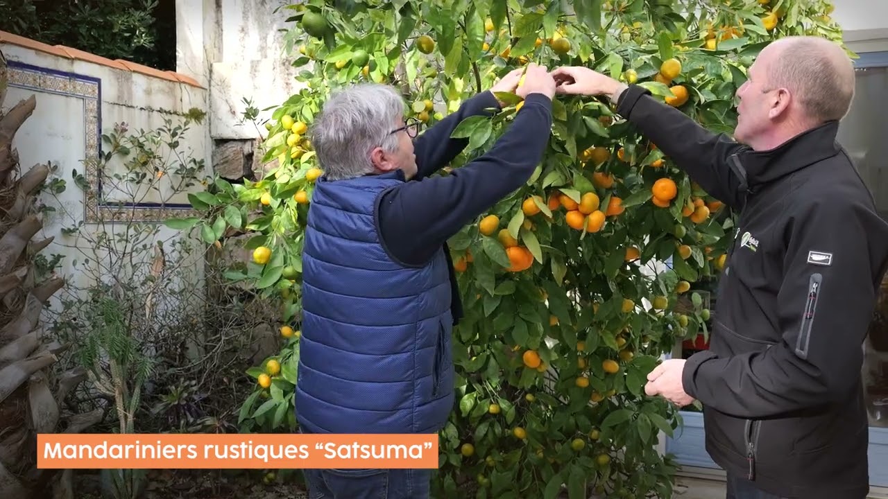 Satsuma, fruitier pleine terre en Vendée