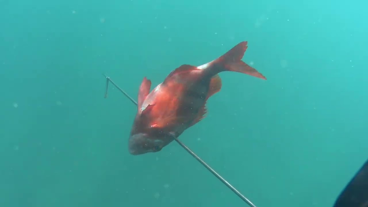 Pesca submarina en el Estrecho de gibraltar, video corto de pesca submarina con especies variadas.