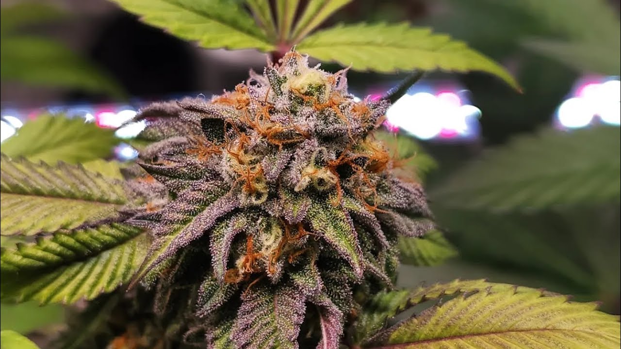 Gelato 33 at flower week 7 day 47 (+25 veg) 🪴 & week 5 day 33 (+39 veg) & week 2 day 15 (+20 veg)