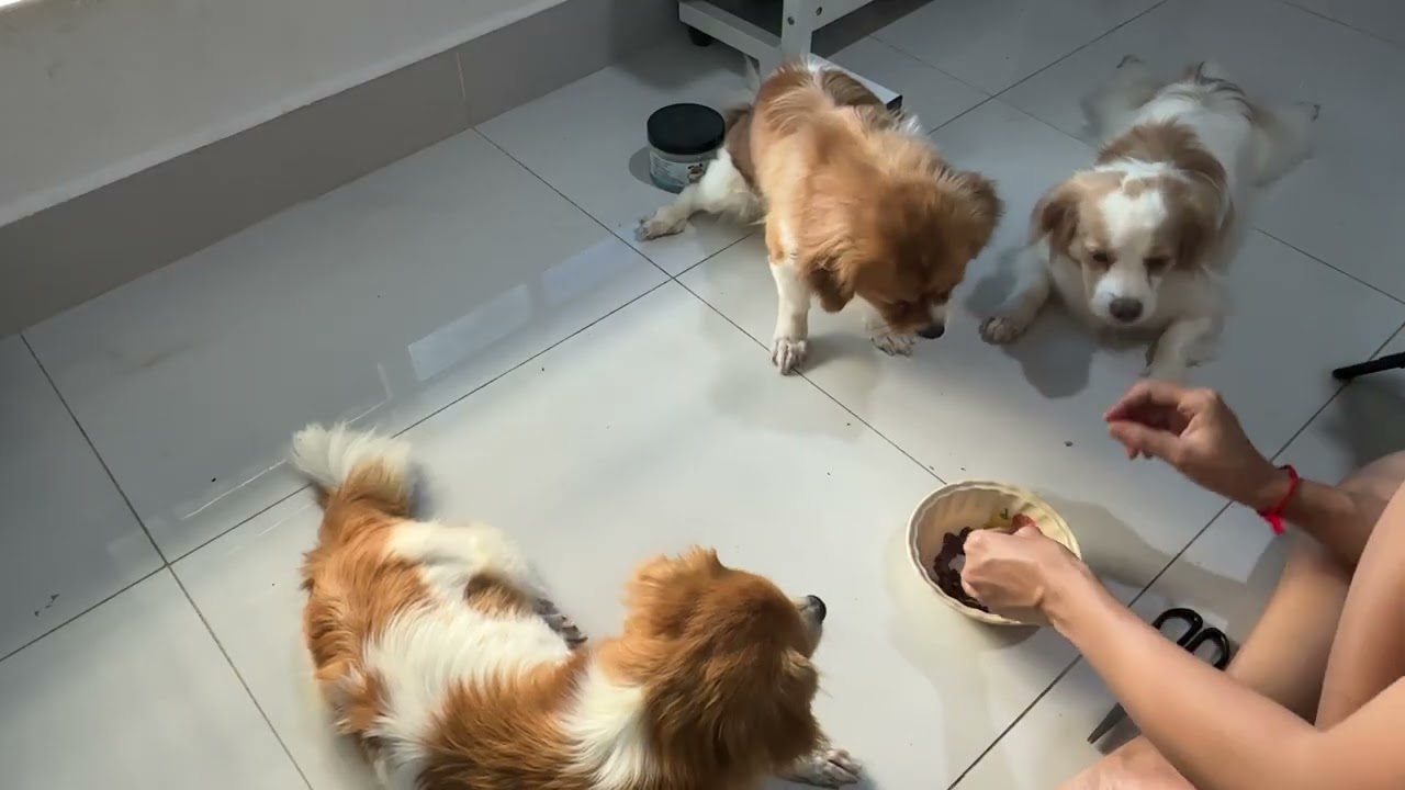 Supper for tiny paws