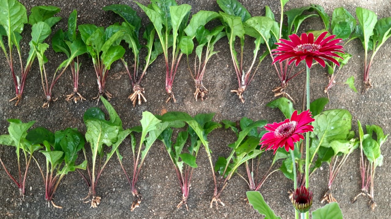 How To Divide And Propagate Gerbera Plant | Gerbera Daisy