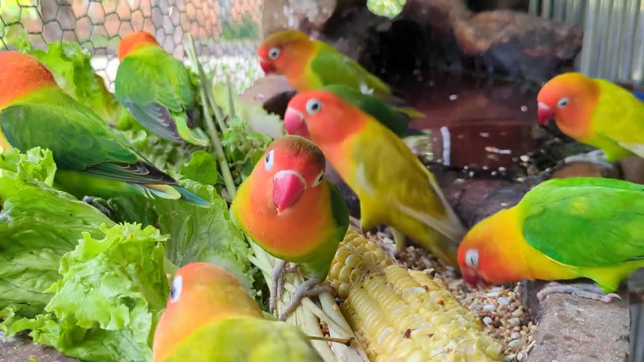 Lovebird Colorful 💚❤️#lovebirds #sunconure #parrotlover #birds #cutelovebird
