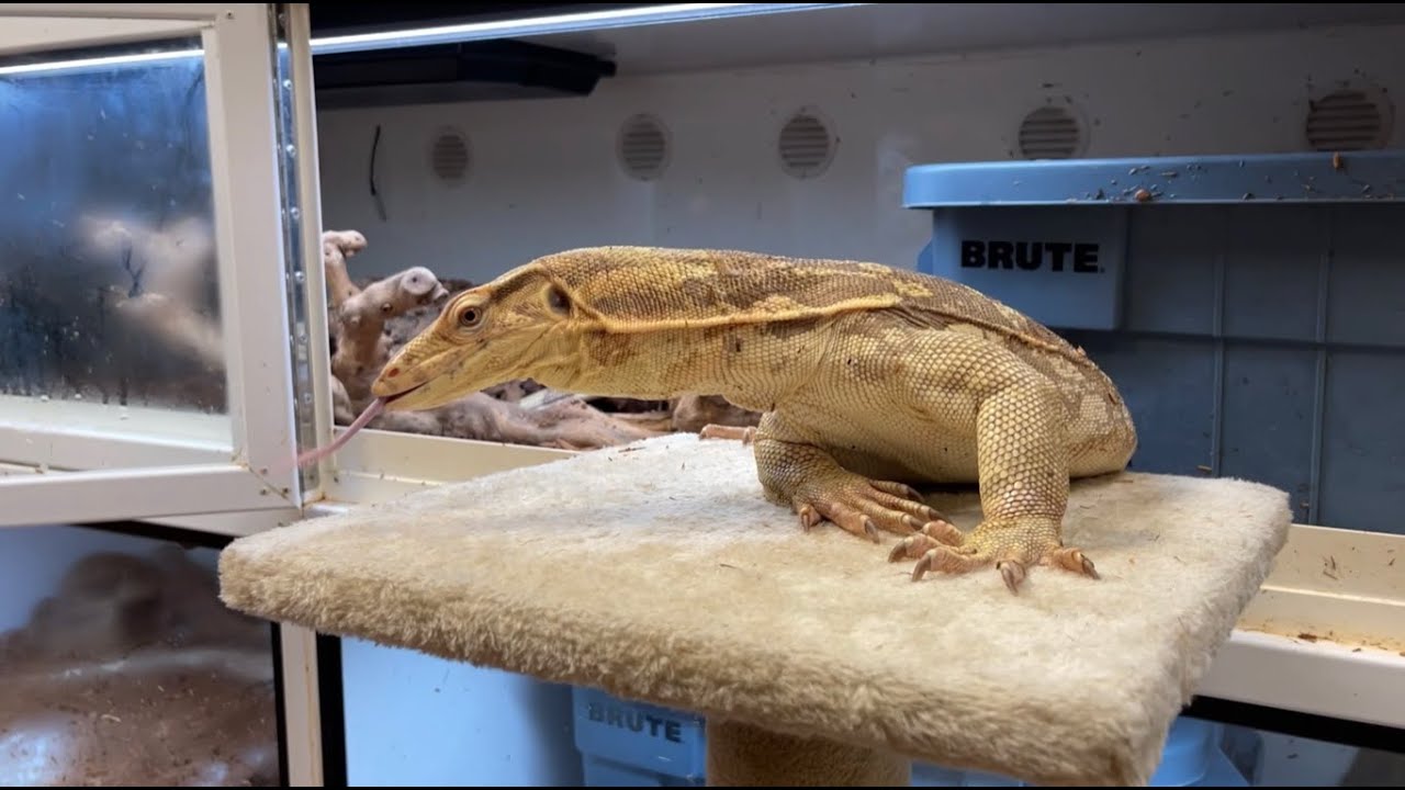 TAMING AND SOCIALIZING MONITOR LIZARDS!! | Jon's Jungle