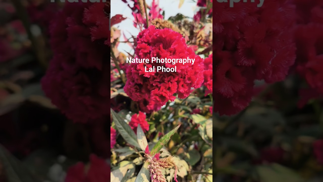 Nature Photography | Lal Phool💐🌿 | Winter Flower | 🌻 Celosia cristata