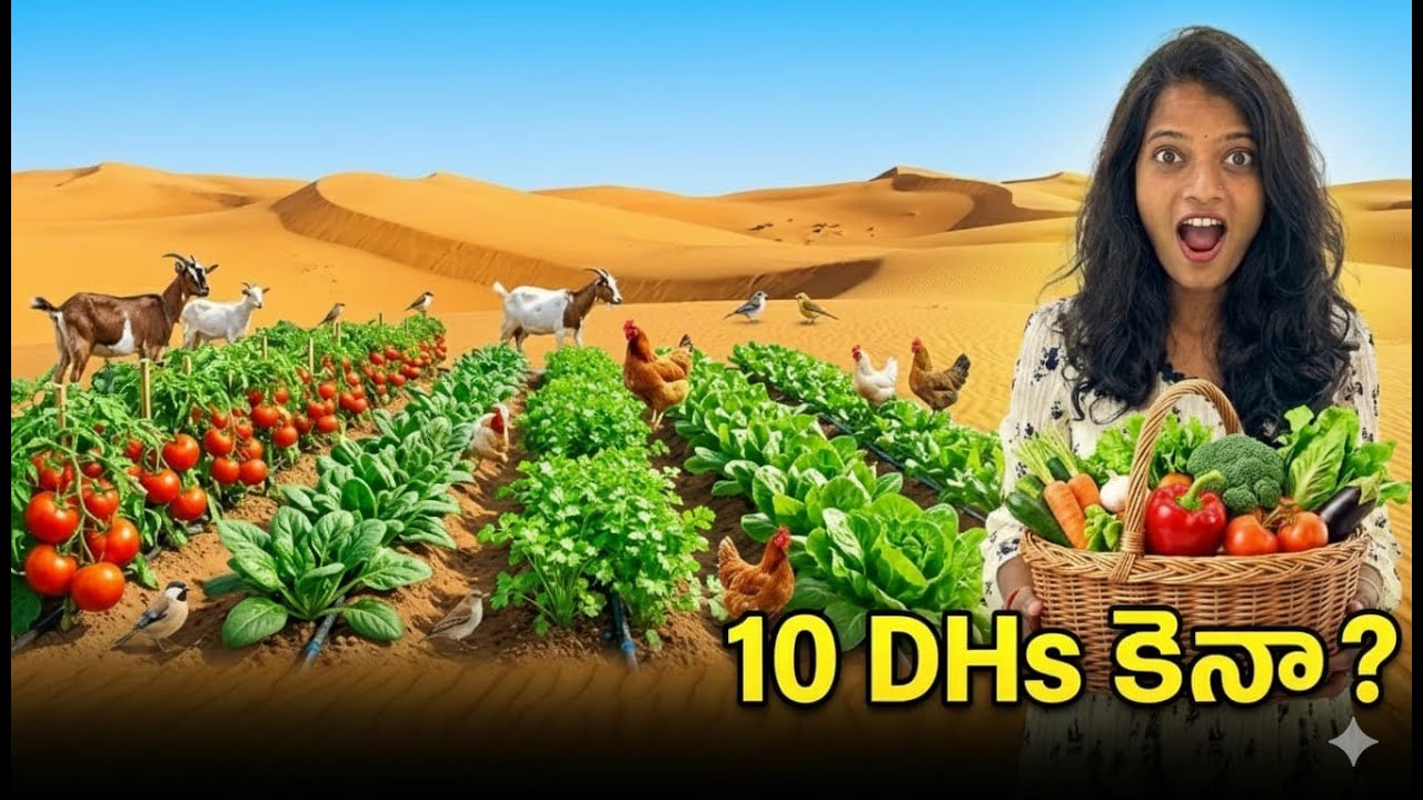 Desert లో ఈ కూరగాయలు just 10 DH? Abu Dhabi లో Farming Shock!