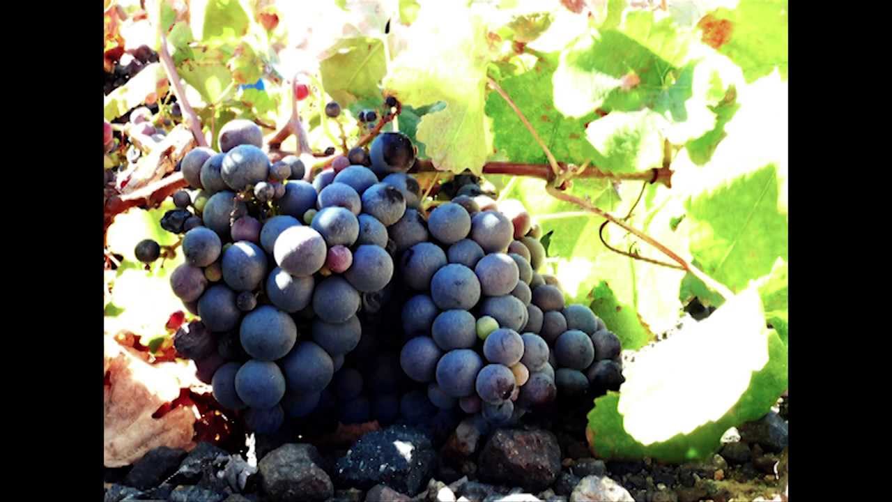 food & wine pairing l'Olivier restaurant