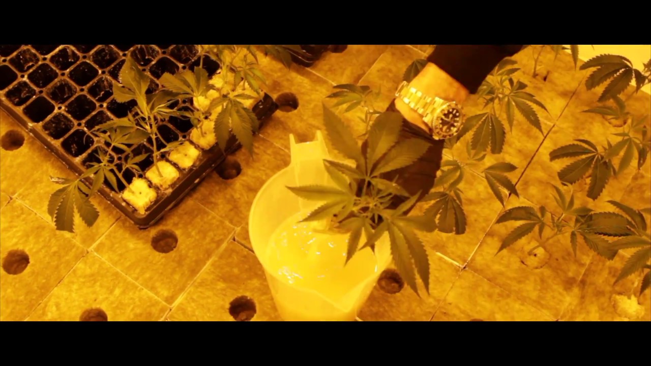 Jungle Boys Transplant In New Location