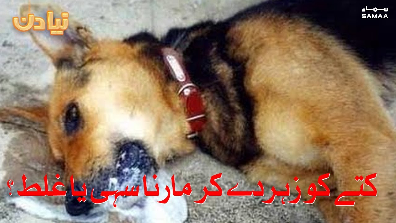 Kutte ko zehar de kar marna sahi ya galat ? | Naya Din |  SAMAA TV