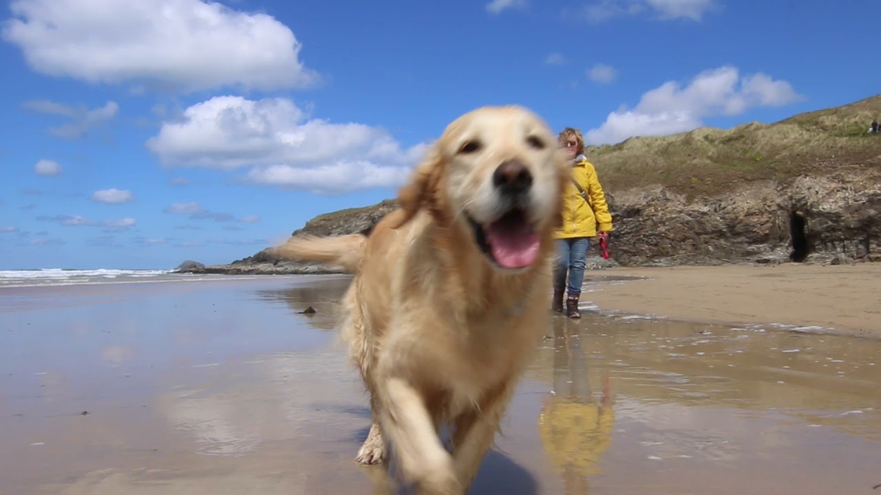 Dog Friendly Holidays at Sara's Cottage in Cornwall