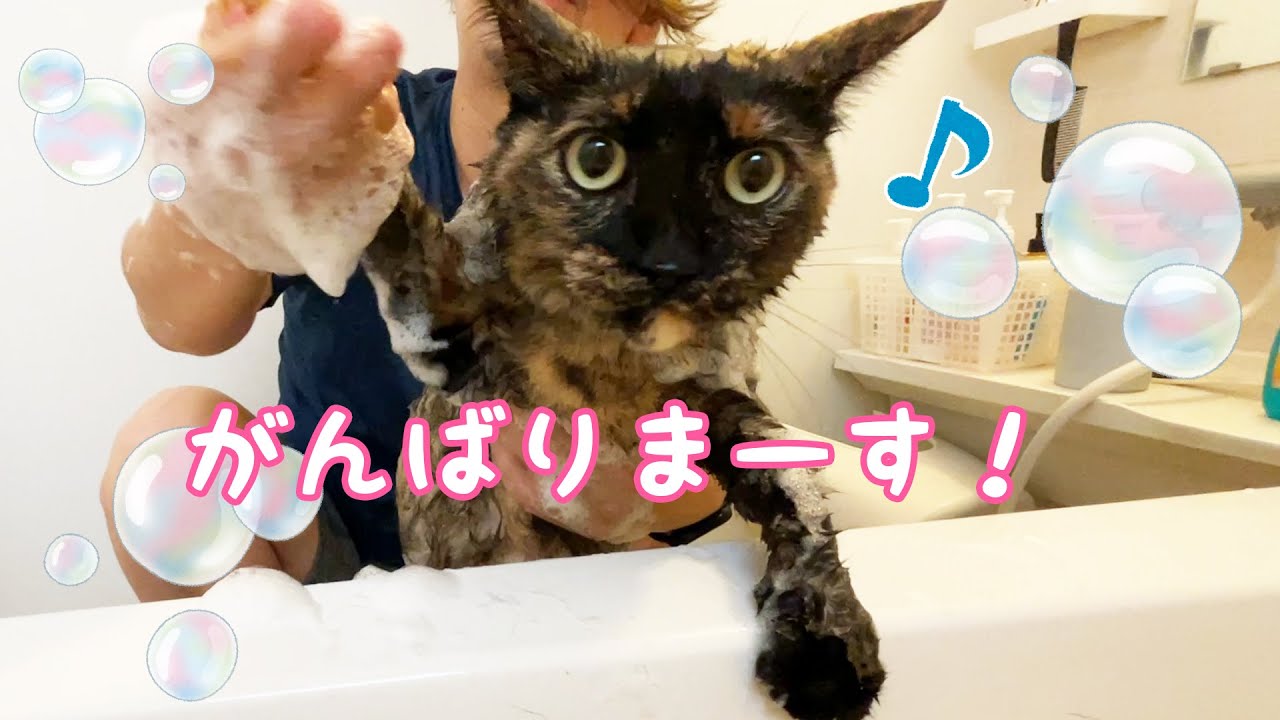 シャンプーを怖がらない良い子すぎるモモっちを洗います！【2022年春】