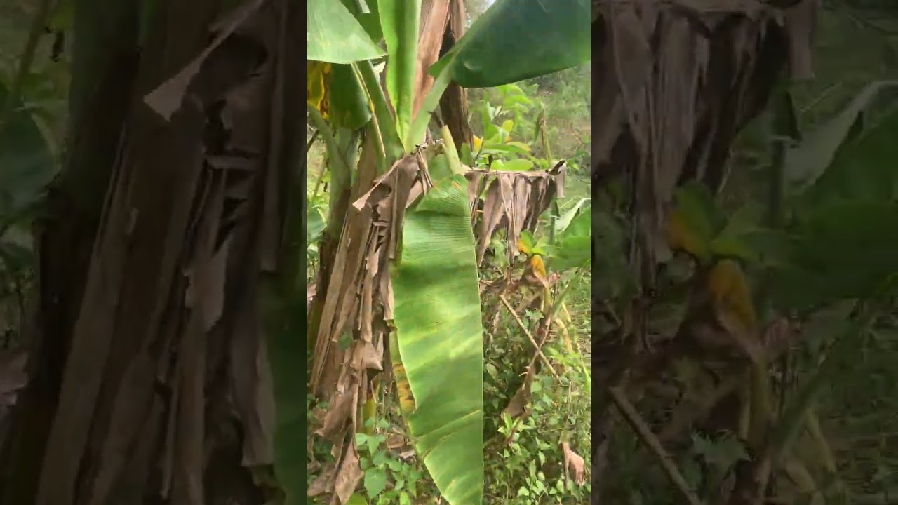 tara mga ka go-lynz samahan nio ako maghanap ng makakain sa bundok kaso wala ako makitang makakain