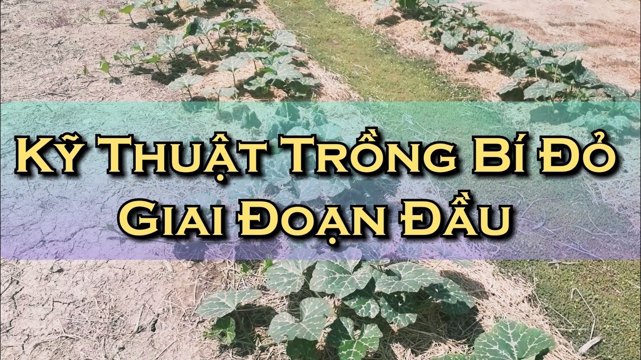 Bí Quyết Trồng Bí Hồ Lô Giai Đoạn Đầu – Khỏe Mạnh, Phát Triển Nhanh