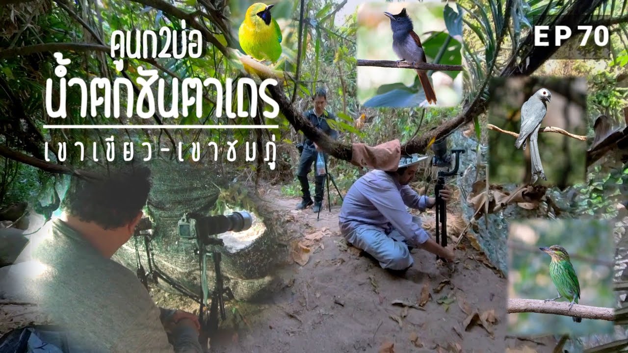 บ่อนกที่น้ำตกชันตาเถรมี2บ่อนะรู้ยังEp 70 #birdsthailand #birds #nature #ดูนก #เขาเขียว#เขาชมภู่
