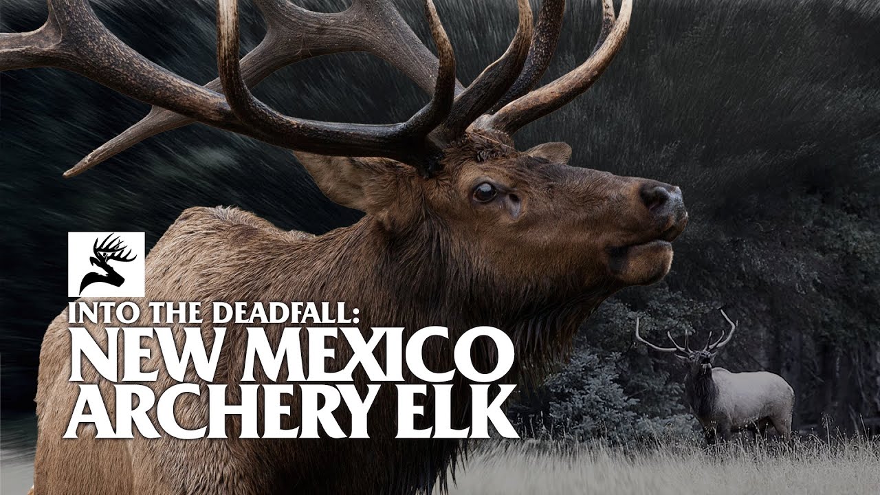 Into the Deadfall: Archery Elk Deep in the New Mexico Wilderness