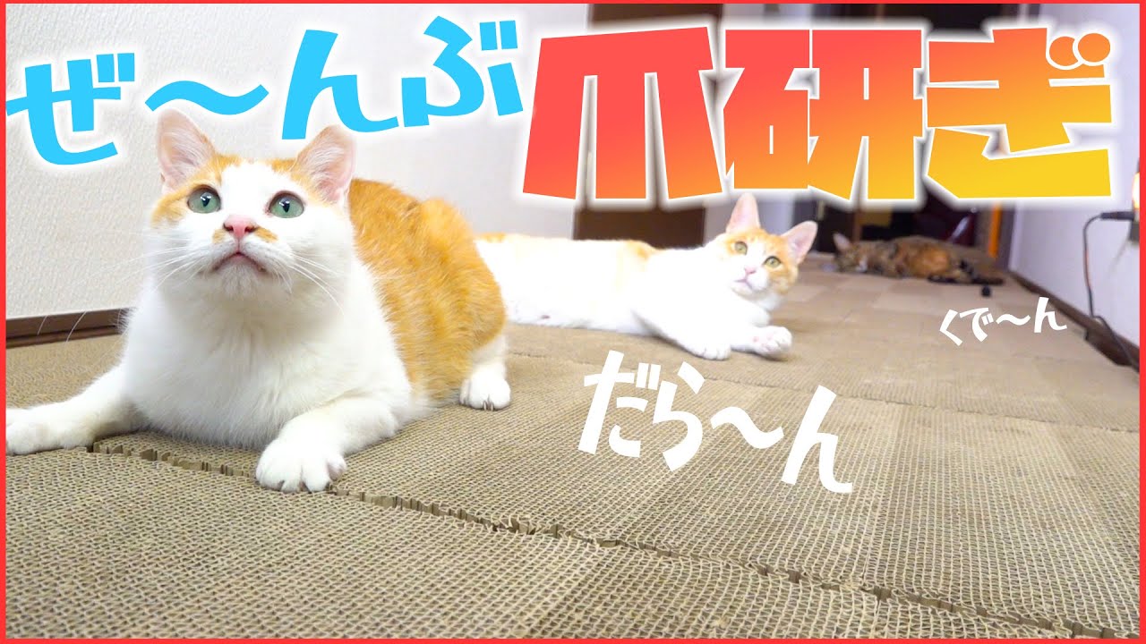 床を全部”爪研ぎ”にしたら猫たちの反応が可愛すぎたwww