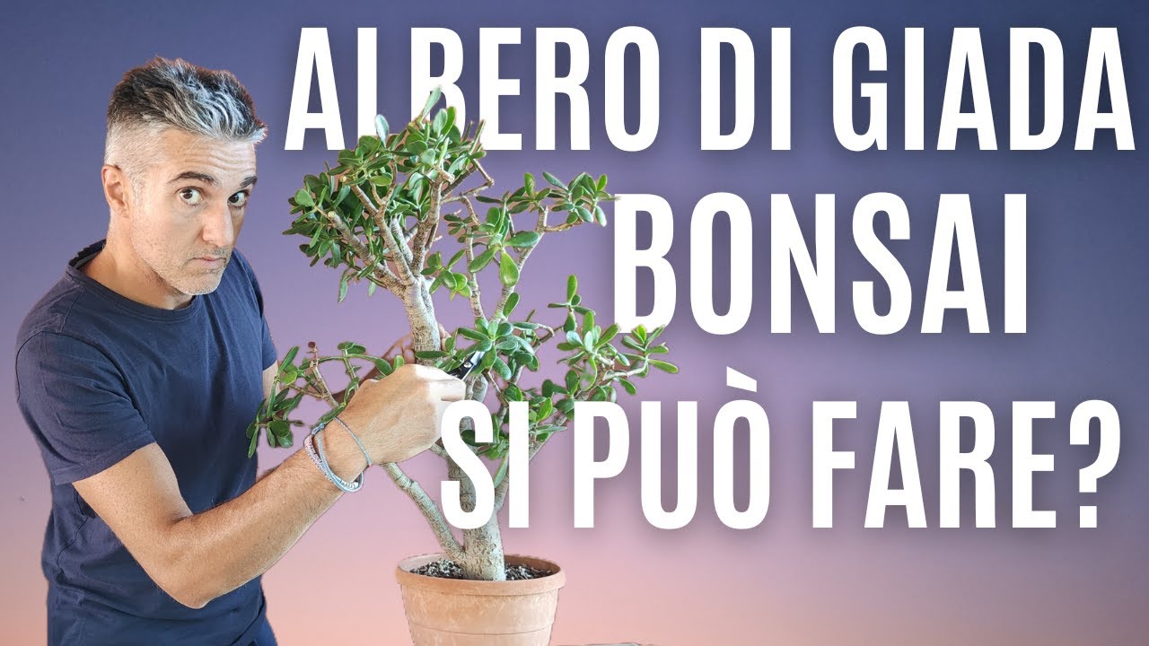 COME FARE un BONSAI di ALBERO DI GIADA da ZERO