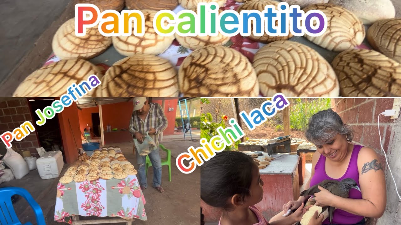 Preparando pan calientito(pan Josefina)\#Desgranando\#déjame decirte