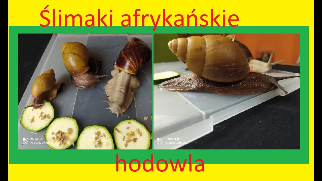 105. Jak hodować ślimaki afrykańskie.