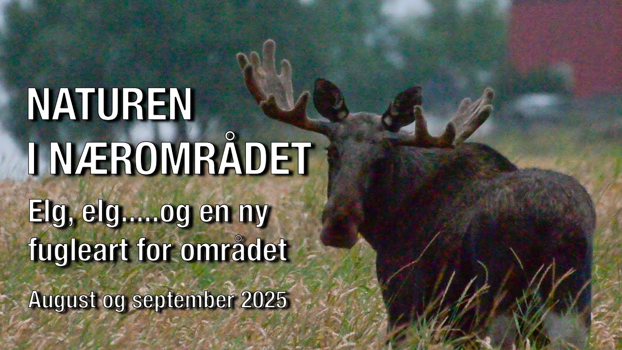 Naturen i Nærområdet, August og September 2025. Elg, elg...og en ny fugleart for området