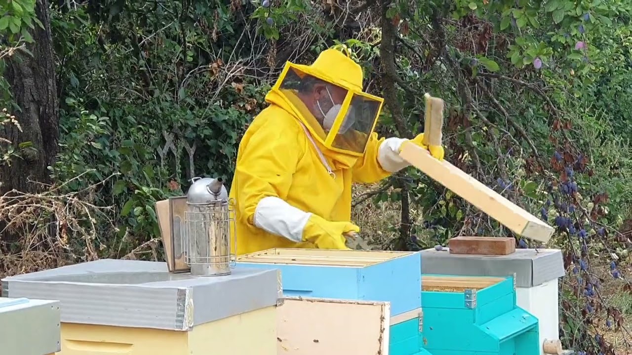 Estrazione del miele da arnie giovani con metodo artigianale