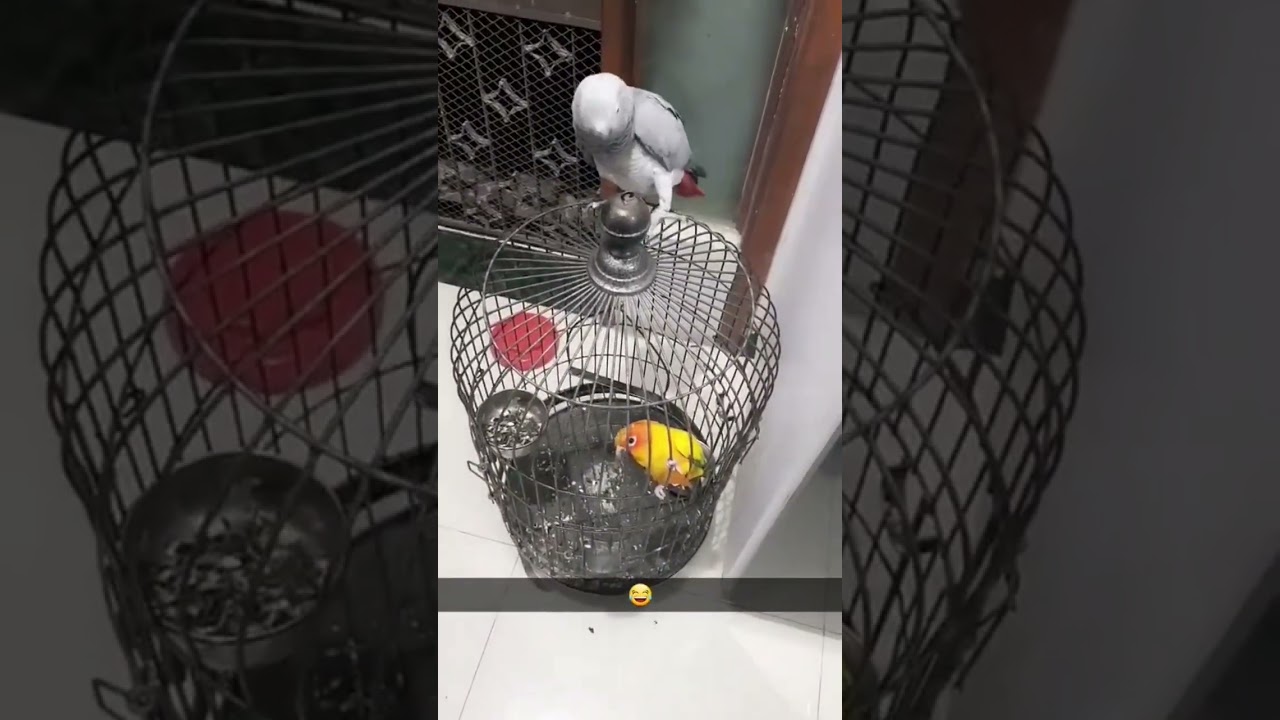 Dancing grey parrot loves to fight with the littleone 😅 
