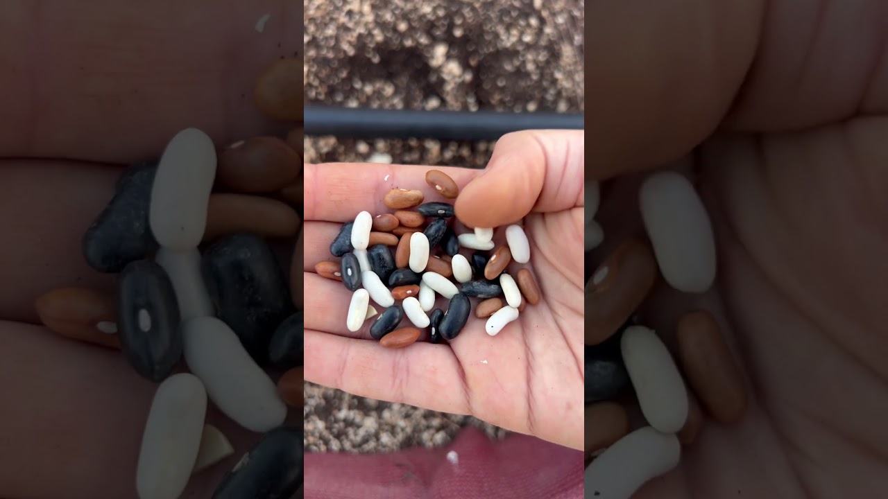 زراعة البذور وحماية البراعم 🐦🌱 واستمرار التجهيزات #الزراعة #الزراعة_المنزلية #مزارع #زراعة #نبتة