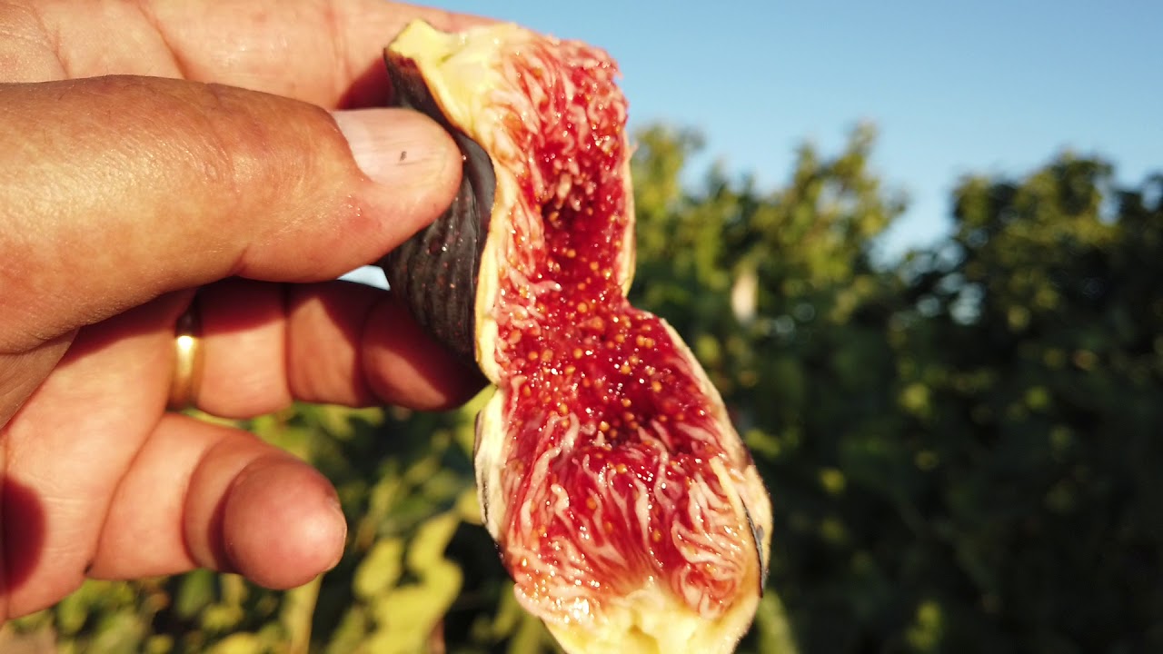 Bourjasotte Noire Fig