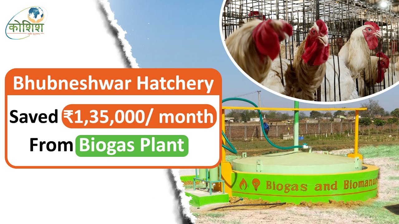 How Bhubaneswar Hatchery gained financially with biogas plant?