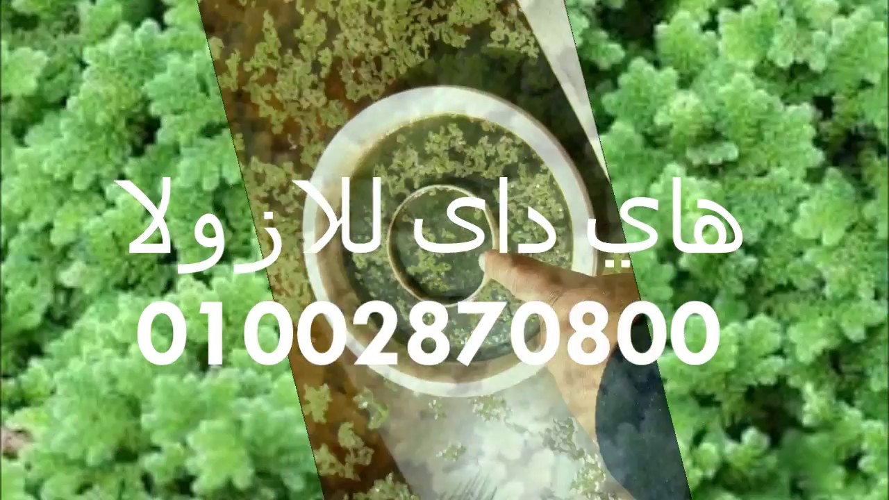 طريقه زراعه الازولا وموعيدها واخطاء الزراعه وتجنبها لعدم اضرار الدواجن لاخر ابحاث 2018 من هاى دى