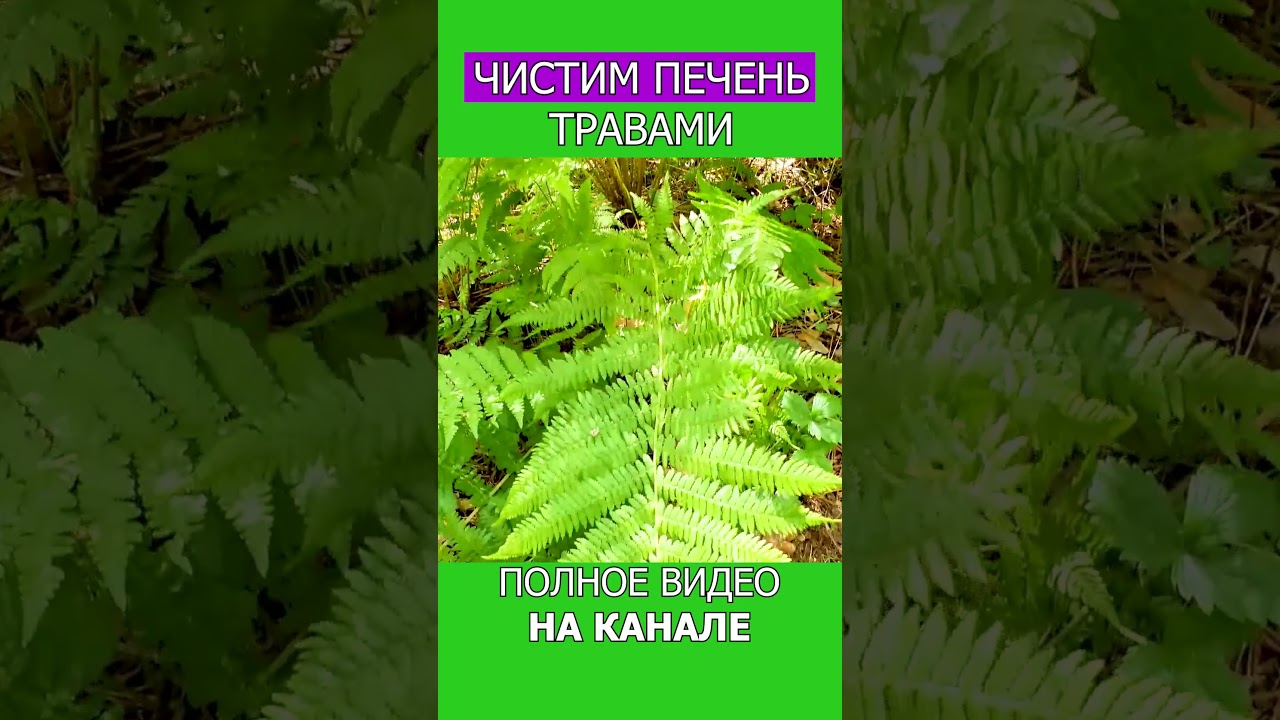 ЗАГОТОВКА сока АЛОЭ в ДОМАШНИХ УСЛОВИЯХ!