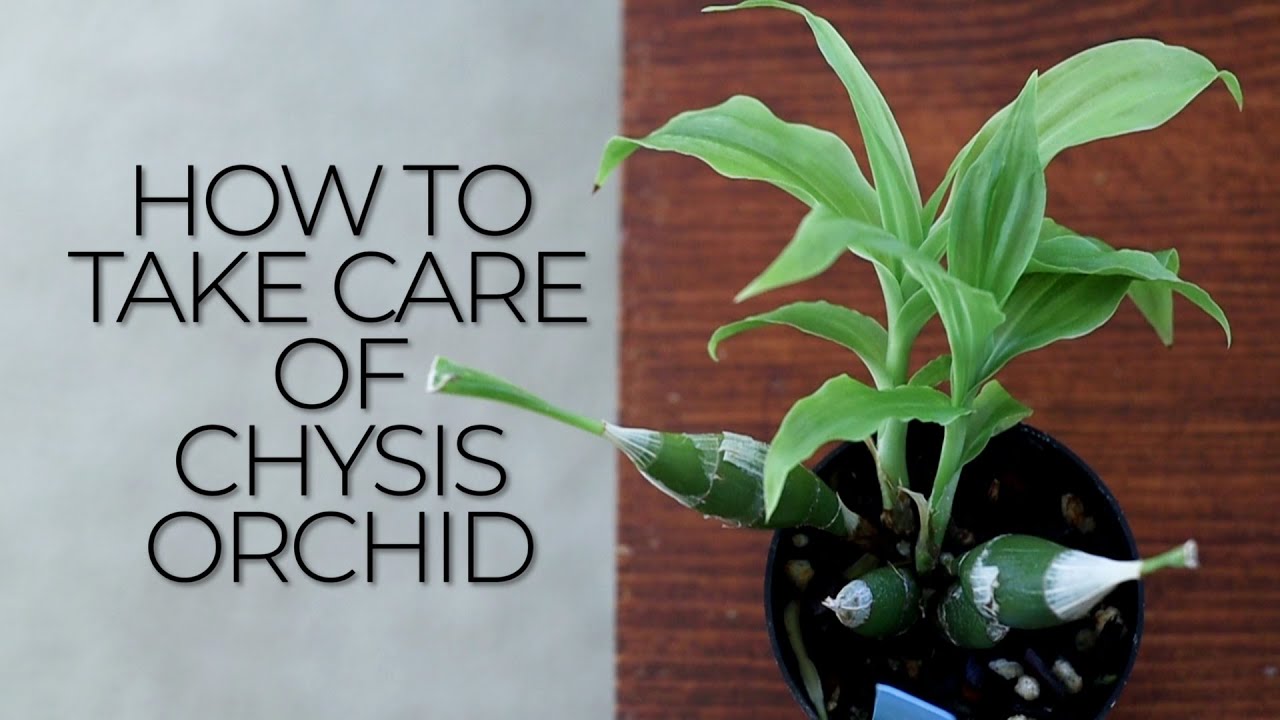 Как ухаживать за орхидеей хизис — условия содержания и полив || Уход за орхидеями