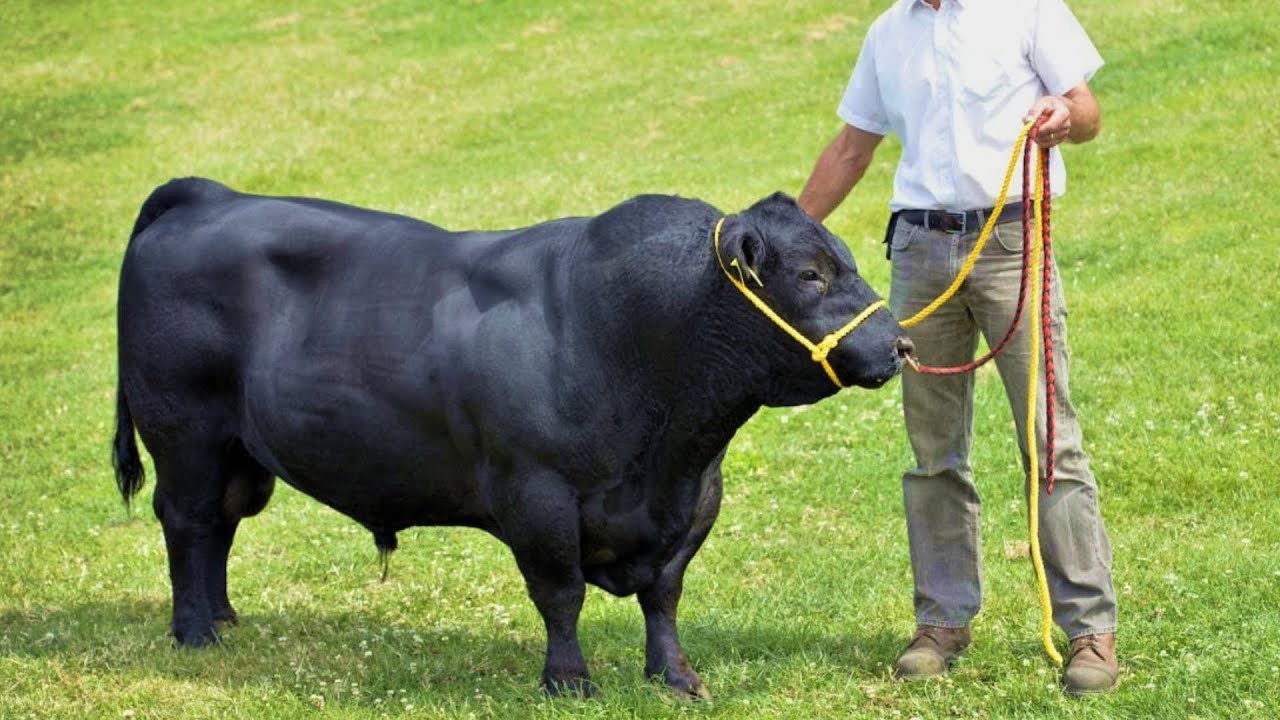 Lowline Beef Cattle | Bite-Sized Angus
