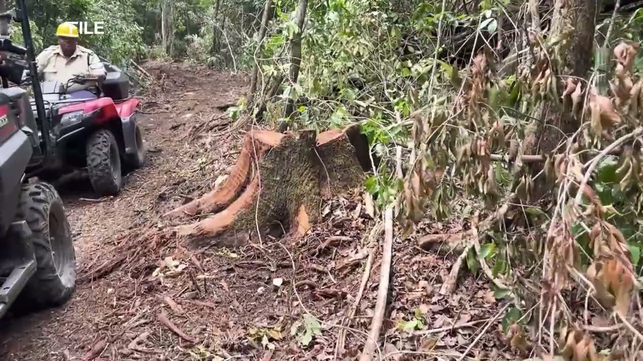 Chiquibul Sees Alarming Logging Resurgence