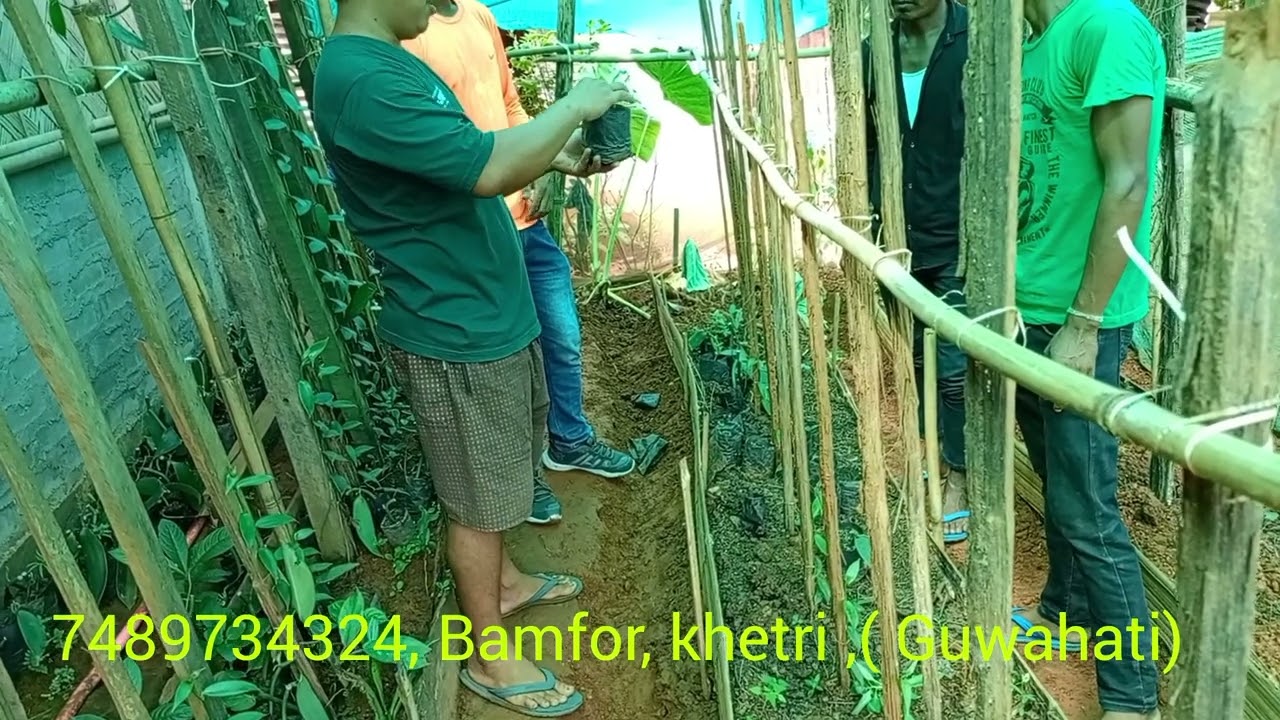 Vanilla nursery, from visiting karbi anglong