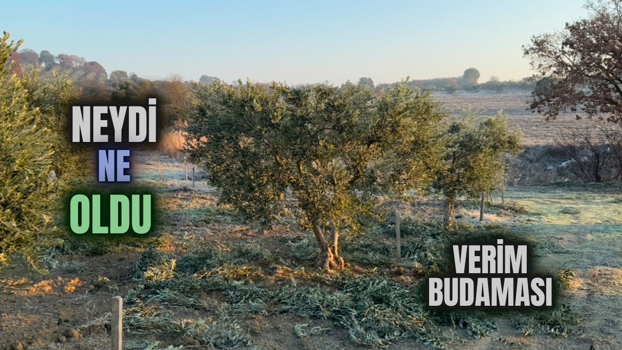 Verim Budaması Nasıl Yapılır? #budama #erenvural #zeytinbudama