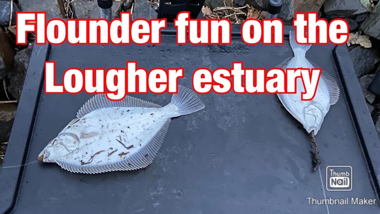 Flounder fishing on the lougher estuary