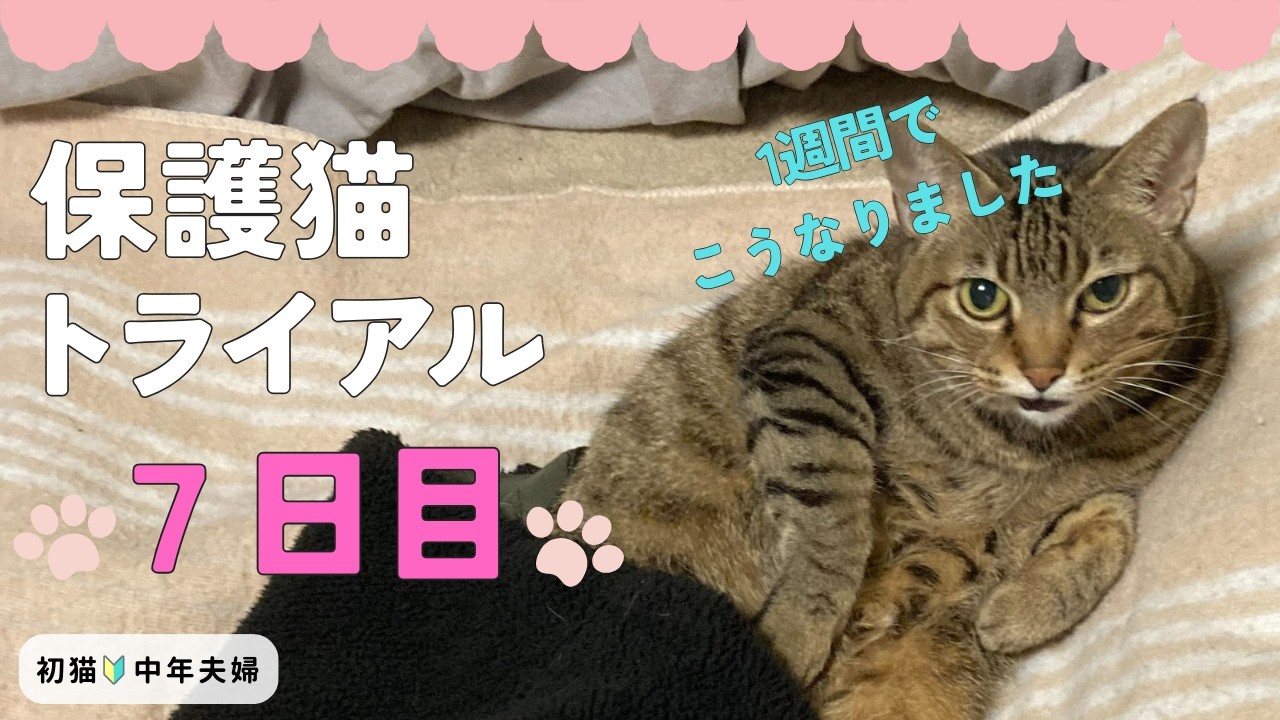 保護猫トライアル7日目｜1週間たって見えてきたこと