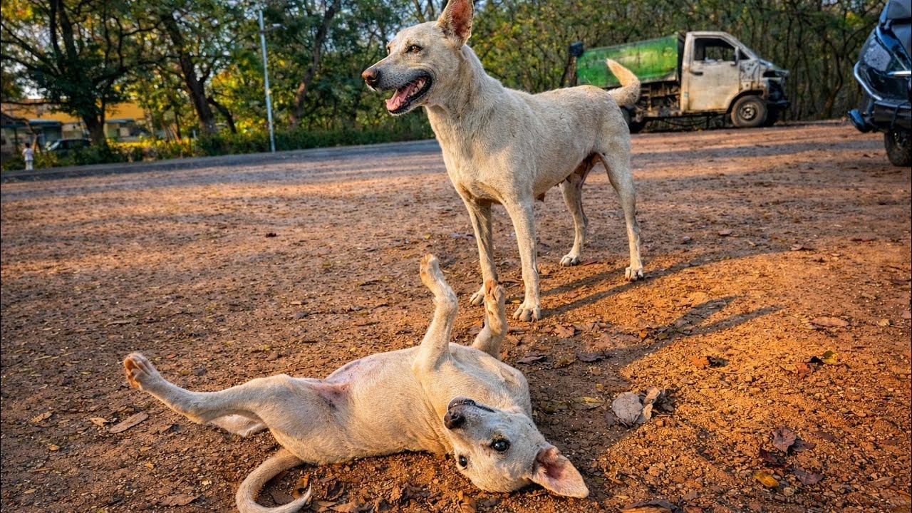 Street Mother Dog Playing Unstoppable with her Beautiful Puppies
