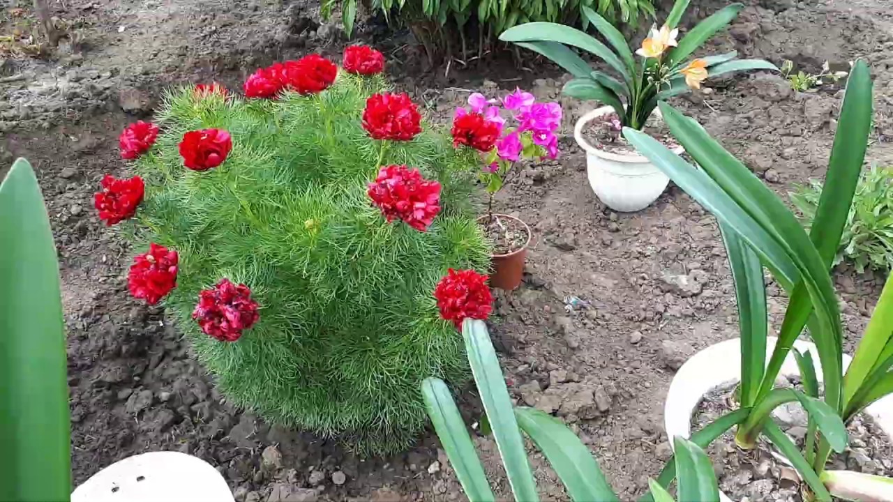 Амариллисовые без периода покоя. Высадка в огород.
