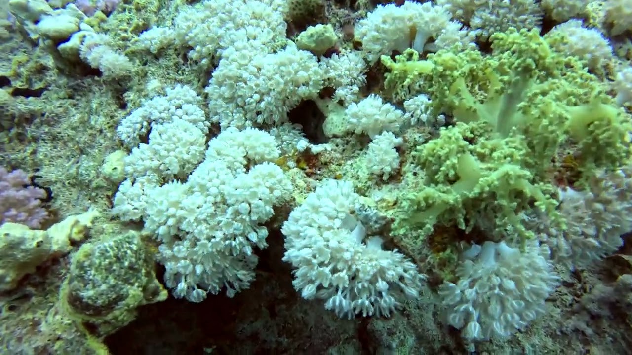 Ras Nasrani - Sharm el Sheikh, Red Sea, Egypt